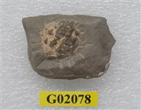 藏品(螃蟹(銳刺長腳蟹))的圖片